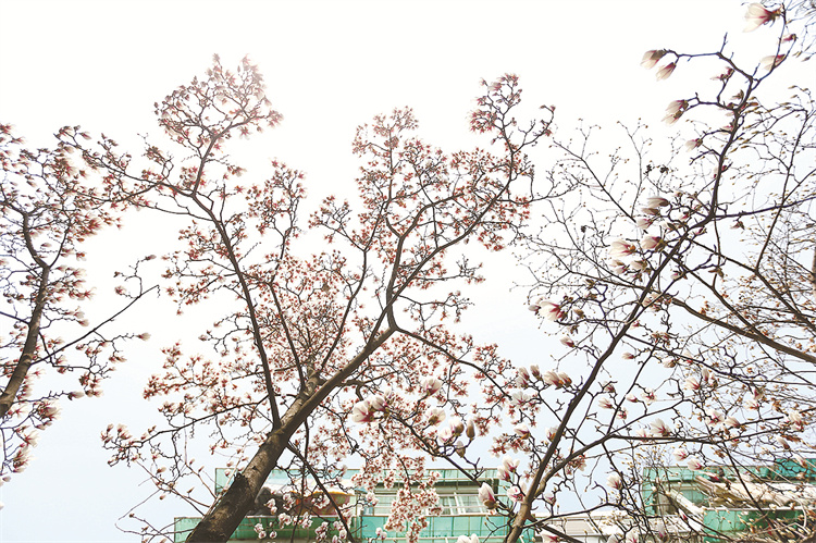 杭州运河边，宁波路旁，42棵玉兰花盛放