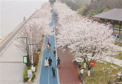 滨江樱花跑道进入最佳观赏期 这份杭州赏樱地图请收好